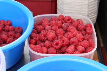 Freshly picked raspberries