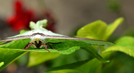 Fototapeta premium close up, front view of a Luna moth on a deep green leaf.