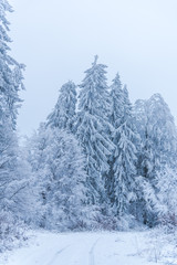 Forest in the cold winter