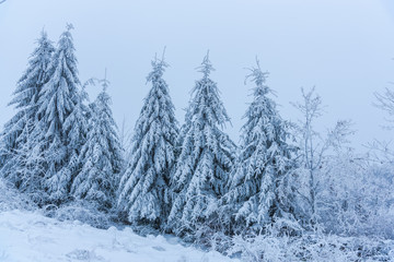 Forest in the cold winter