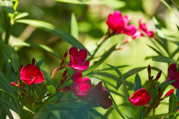 Pinkfarbene Oleanderblüten