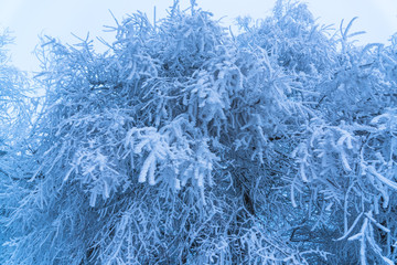 Cloudy cold winter day inside of the forest