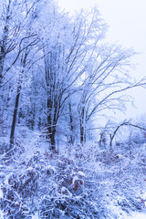 Cloudy cold winter day inside of the forest