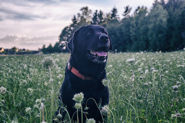 portrait of a black labrador walking in summer