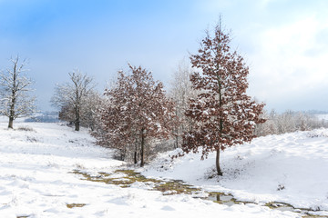 Winter landscape