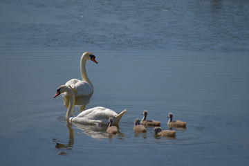 Swan family. Mother swan and baby chicks children kids swans. Birds floating on water.