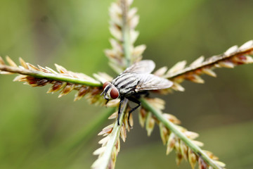 a fly on the middle of star grass