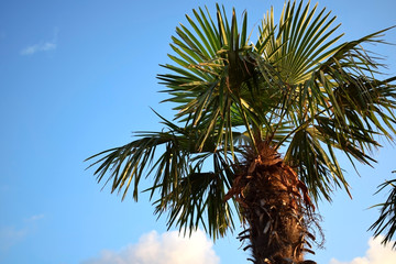 Fototapeta premium Palm against the blue sky on a sunny day