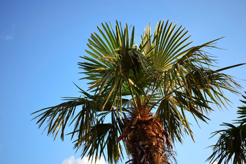 Palm against the blue sky on a sunny day