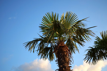Palm against the blue sky on a sunny day