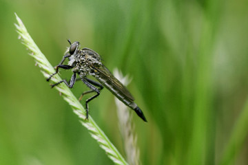Robber Fly perch on grass stems