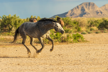 Wild Horse Running