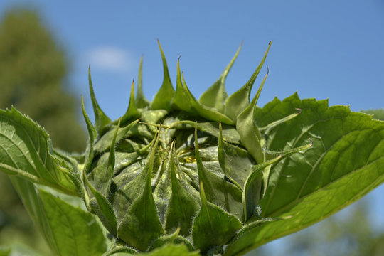 Young plant of sunflower close up. Shallow depth of field. Blue sky.