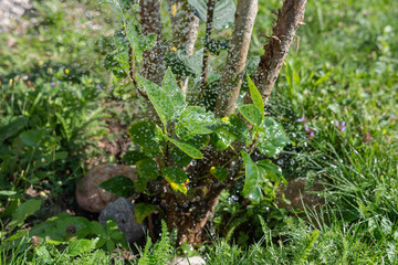 Pflanzen bewässern im Garten im Sommer mit Wasser
