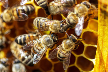 There are a lot of striped bees that sit on honeycombs
