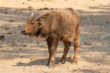 Cape buffalo calf looking to the side