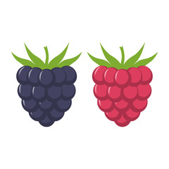 Blackberry and raspberry with leaves vector icon. Blackberry and raspberry icon clipart. Blackberry and raspberry cartoon. 