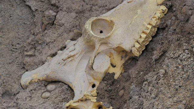 An real looking animal scull replica in the dirt. 