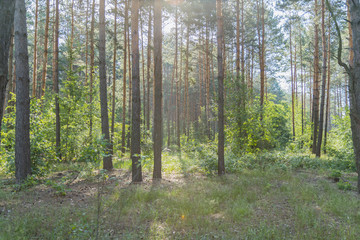 Beautiful nature at morning in the misty spring forest with sun rays. Forest with Sun-Rays