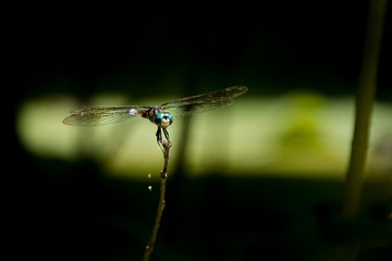 Close up of a damselfly / dragonfly facing directly into the camera perched on a twig, with a dark black and bright green background.
