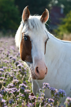 Portrait of nice paint horse on meadow violet flowers