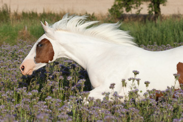 Portrait of nice paint horse on meadow violet flowers