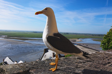 White seagull standing on a stone wall. High tide near ancient Mont Saint-Michel abbey at the background. Normandy, France, Europe