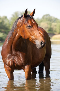 Nice paint horse on water
