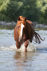 Nice arabian horse running on water