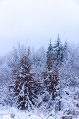 Cold winter in the forest