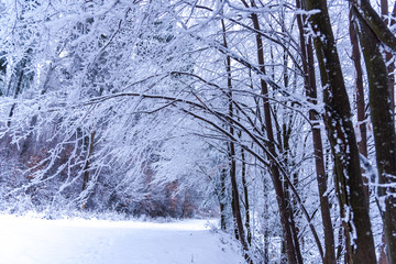 Fototapeta premium Cold winter in the forest