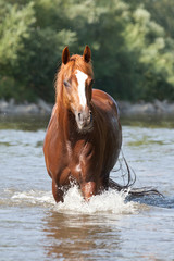 Nice arabian horse on water