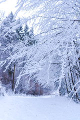 Cold winter in the forest