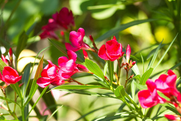 Oleanderblüten