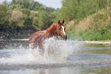 Nice arabian horse running on water