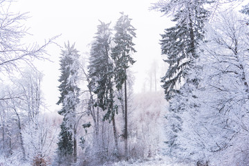 Winter landscape
