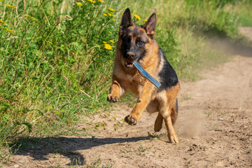 Taco playing in th dust