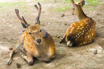 Two cute wild sika deer with big velvet antlers laying near each other on the ground on a hot summer day in Nara Public Park, Nara, Japan