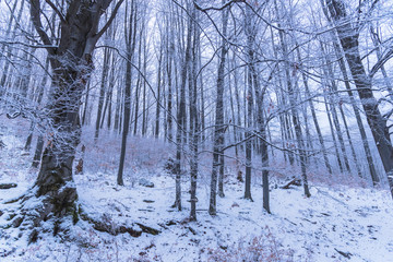 Winter landscape on the forest with fresh snow