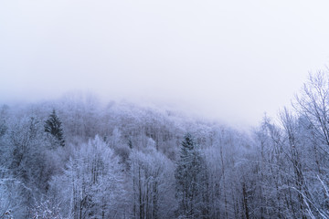 Obraz na płótnie Canvas Winter landscape on the forest with fresh snow