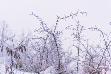 Winter landscape on the forest with fresh snow