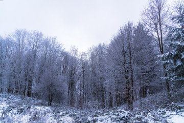 Winter landscape on the forest with fresh snow