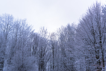 Winter landscape on the forest with fresh snow