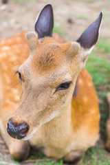 A closeup portrait of a cute wild sika deer with tiny velvet antlers laying on the ground on a hot summer day in Nara Public Park, Nara, Japan