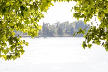 Foto auf Acrylglas Baum am Rheinufer in Mainz im Sommer © parallel_dream