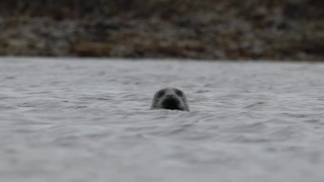 Un phoque face cam&eacute;ra / A seal swims and face camera