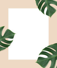 Fototapeta na wymiar Empty white summer and spring nature background with green leaves and frame for copy space or text creative advertising