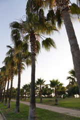 High rows of palm trees along the footpath. Beautiful view of the subtropics.