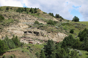 Mustangs in Theodore Roosevelt National Park