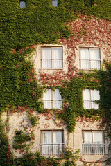 Fototapeta na wymiar white window on green wall with climbing plant background.